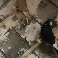 زرد دمسفید پلنگ