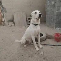 سگ سرابی اصیل یساله