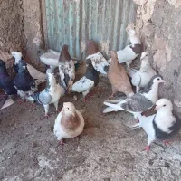 کفتر فروشی یا معاوضه با کفتر جفتگاه تربت حیدریه