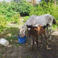 اسب مادیون با کره به فروش می رسد