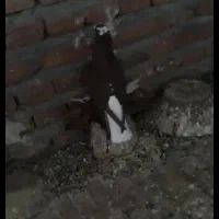 کبوتر آغ گویروخ