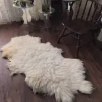 فروش انواع پوست گوسفند (دباغی شده)|صنایع دستی و سایر لوازم تزئینی|تهران, تهرانپارس غربی|دیوار