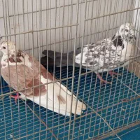 کفتر|پرنده|خرمدره, |دیوار