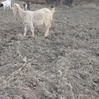 بزغاله وبز|حیوانات مزرعه|اردبیل, |دیوار