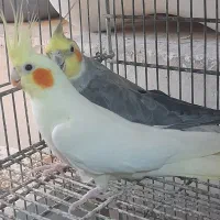 عروس هلندی.طوطی برزیلی.مرغ عشق|پرنده|محلات, |دیوار