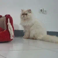 گربه پرشین