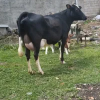 گاوشیری شکم دوم با گوساله نر