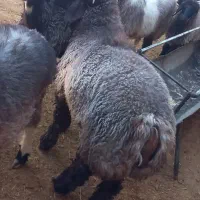 ۱۲۳|حیوانات مزرعه|سی‌سخت, |دیوار