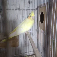 قناری|پرنده|بندرعباس, |دیوار