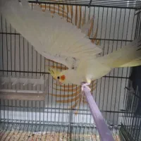 عروس پاریس مولد