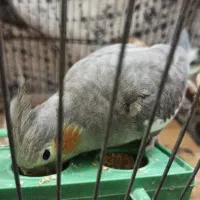 عروس هلندی جفت