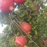 فروش انار محلی پوست نازک و صادراتی|خوردنی و آشامیدنی|شیراز, قصرالدشت|دیوار