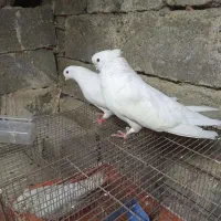 یک قناری نر