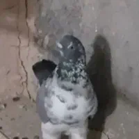 کبوتر گمشده