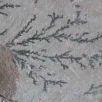 فروش سنگ شجر