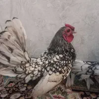 یه جفت مرغ و خروس مینیاتوری سبرایت پولک منظم