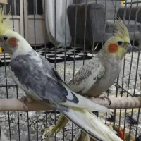 عروس هلندی نرو ماده