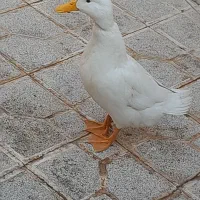 مرغابی