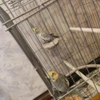 عروس هلندی جفت خورده سالم و سرحال|پرنده|پاکدشت, پارچین|دیوار