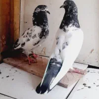 کبوتر پرشی تیدی پاکستانی