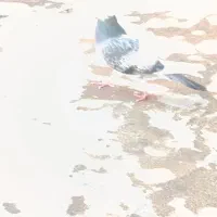 کبوتر سالم ارزان
