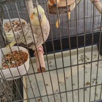 عروس هلندی رایگان