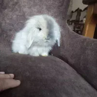 خرگوش مینی لوپ هلندی