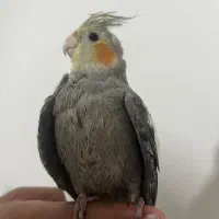 جوجه عروس هلندی