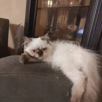 فروش گربه اصیل هیمالین|گربه|بندر انزلی, پرستار|دیوار