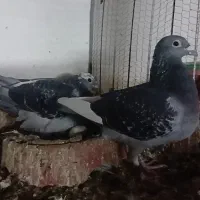 چند عدد. پرنده پلاکی|پرنده|اهواز, کوی علوی|دیوار