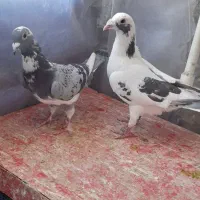 کفترآلمانی مسافتی