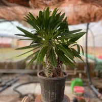 حراج گیاه نخل ماداگاسکار