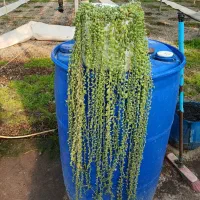 گل بابا آدم تنه قرمز|گل و گیاه طبیعی|هشتگرد, شهرک گلخانه|دیوار