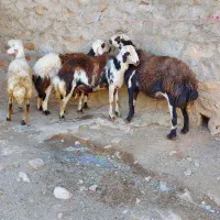 گوسفند. بره قوچ افشار|حیوانات مزرعه|بیرانوند, |دیوار