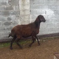 نر تخمی|حیوانات مزرعه|خوش‌رودپی, |دیوار