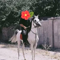 اسب نریان سواری دارو سرودمگیر
