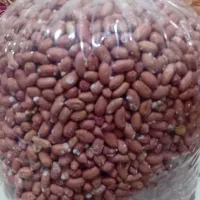 پسته شامی یا بادام زمینی آستانه اشرفیه محلی بشرط