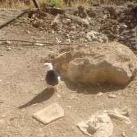 طوق زیبا|پرنده|سیسخت, |دیوار