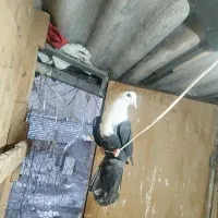 کبوتر کلاغ سیاه کربلائی|پرنده|مشهد, کوثر|دیوار