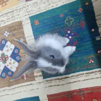 خرگوش رایگان|موش و خرگوش|فولادشهر, C3|دیوار