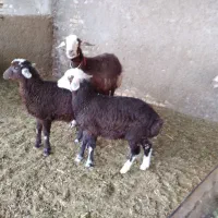 میش زایده دوقلو