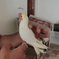 جوجه عروس هلندی|پرنده|مشهد, تربیت|دیوار