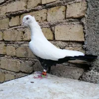کفتر شهری یال، ، دمبی
