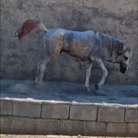 نریان عرب6سال