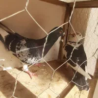 کبوتر پلاکی