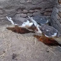 غاز ۳ عدد