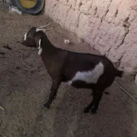 دو عدد بز جوان سر حال