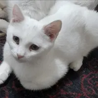 گـربه