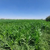 فروش ذرت علوفه‌ای سرِ مزرعه ۲۰۰ تن به بالا