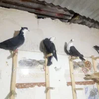 سلام تعداد ۶عدد کله سفید و رنگی